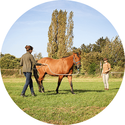 Grondwerk Les Paard Limburg