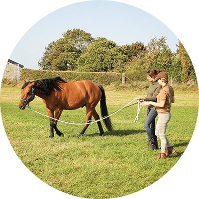 Lesaanbod Tarieven Natural Horsemanship