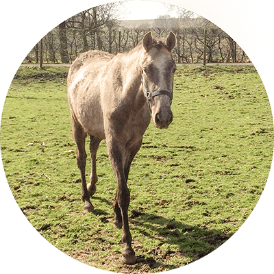 Jong Paard Begeleiding Zuid Limburg