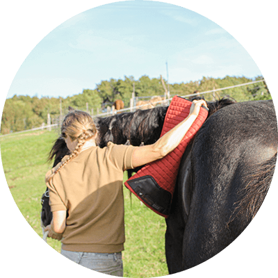 Opleiding Jonge Paarden Limburg