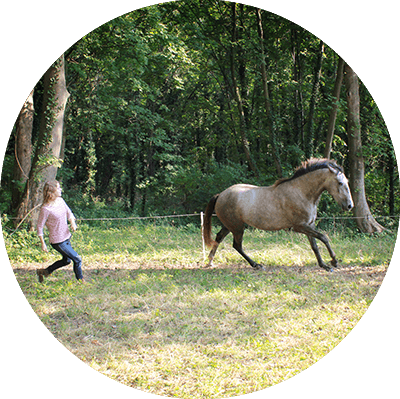 Natural Horsemanship Lesaanbod