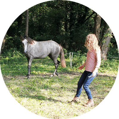 Natural Horsemanship Limburg