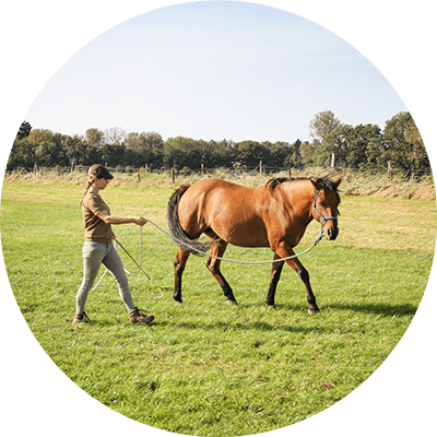 Paard Longeren Les Limburg