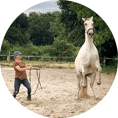 Probleempaard training Limburg