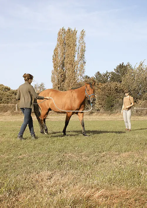 Les Natural Horsemanship