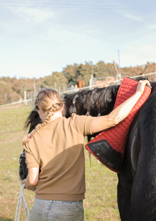 Opleiden jong paard