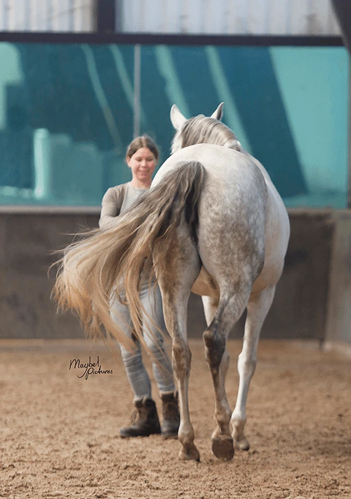 Rechtrichten Paard