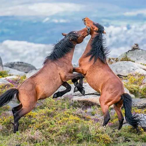 Polyvagaal Paarden Fight