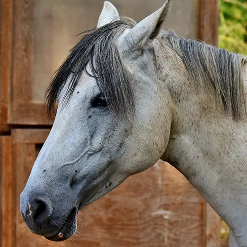 Polyvagaal Paarden Freeze