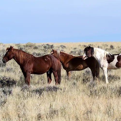 Polyvagaal Paarden Friend
