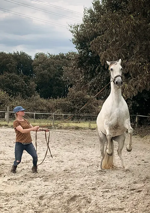 Probleempaard training Limburg
