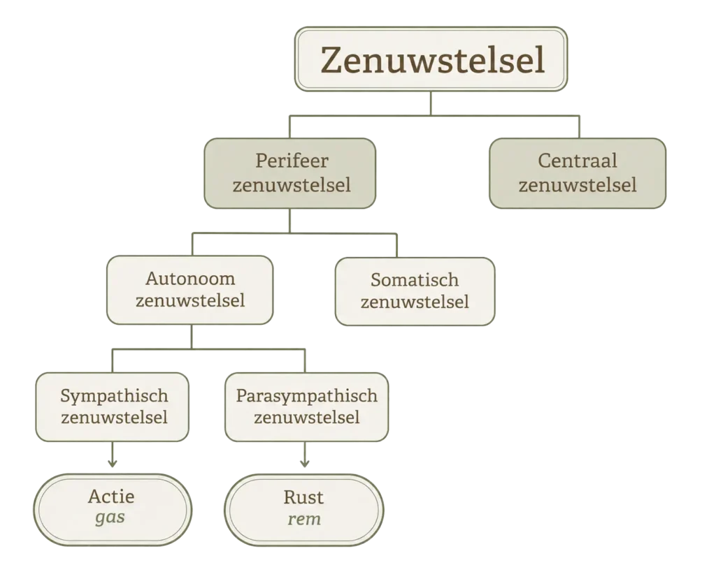 Zenuwstelsel schema